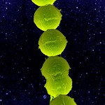 Bacteria